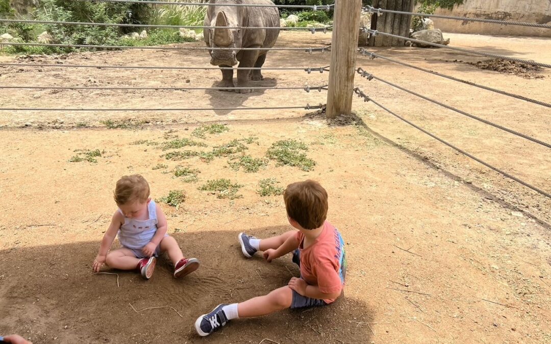 Why the San Antonio Zoo is the Perfect Summer Outing for Students and Families