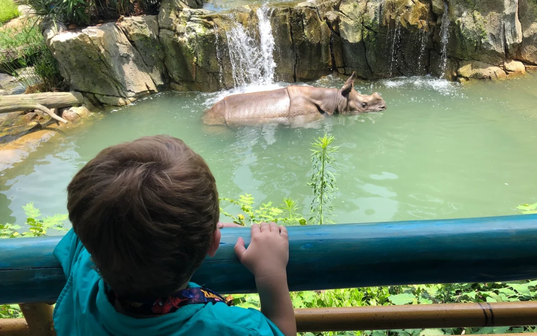 Discover the San Antonio Zoo